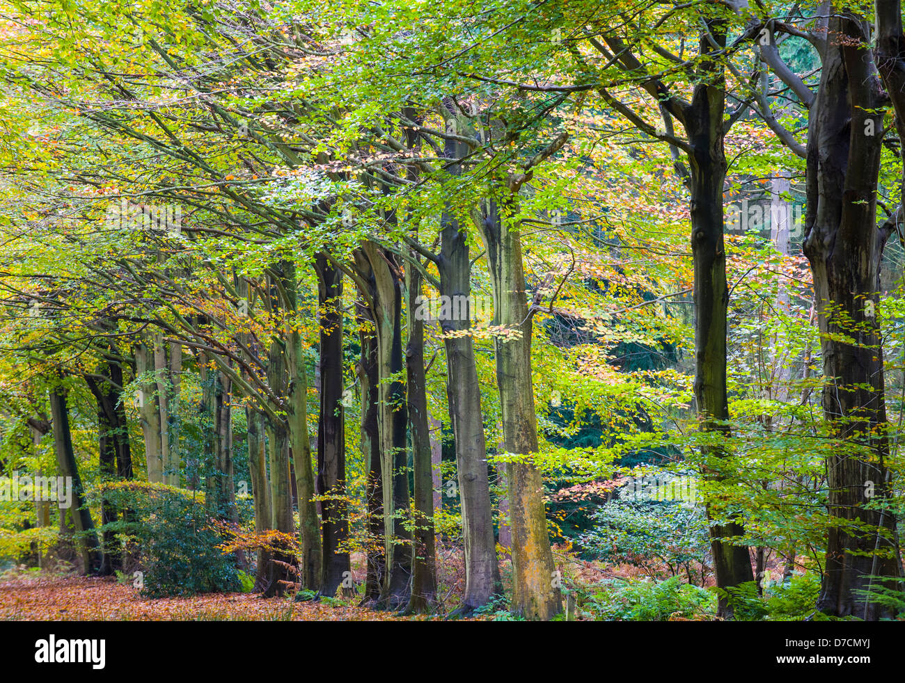 Avenue of beech trees in Autumn, Stock Photo