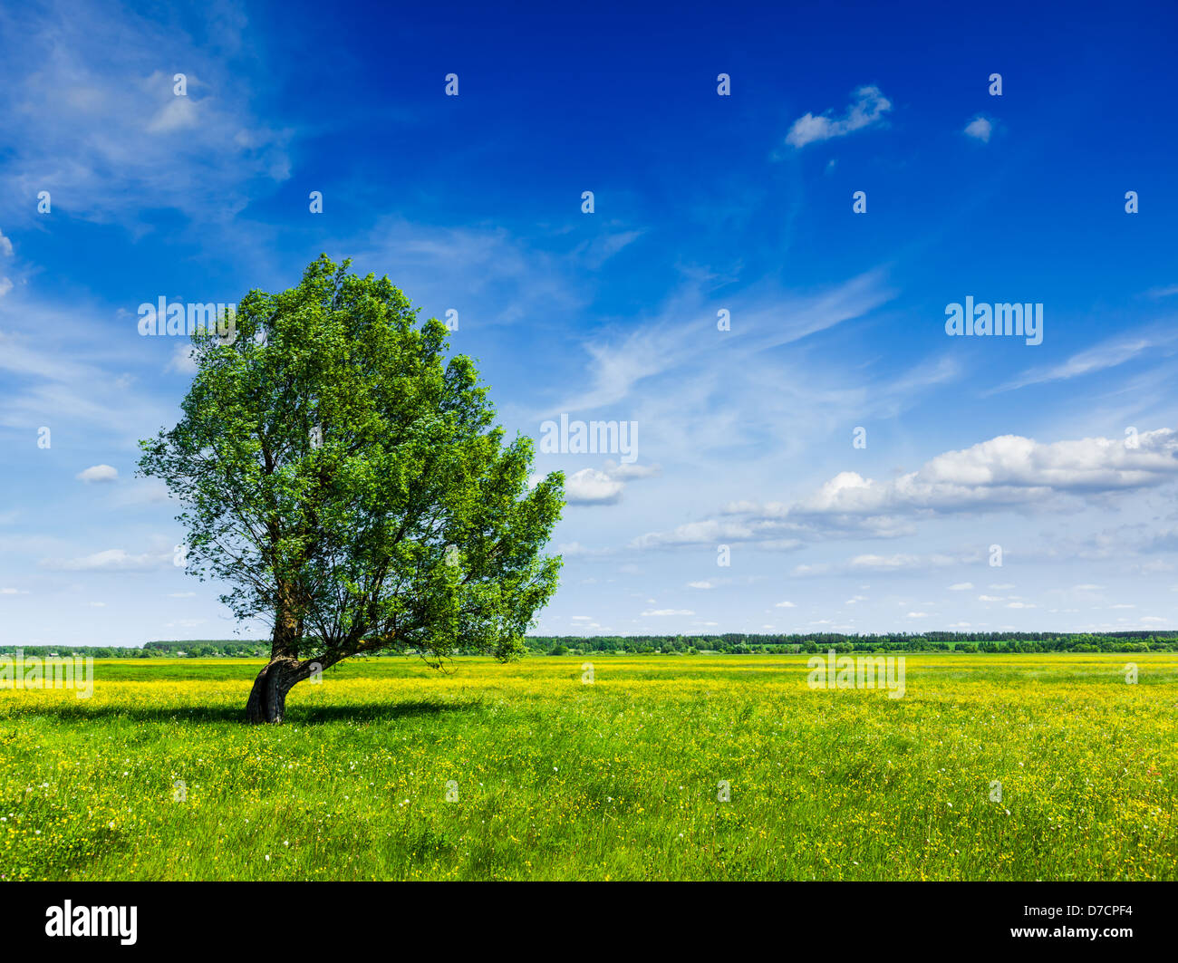 Spring summer background - blooming flowers green grass field meadow ...