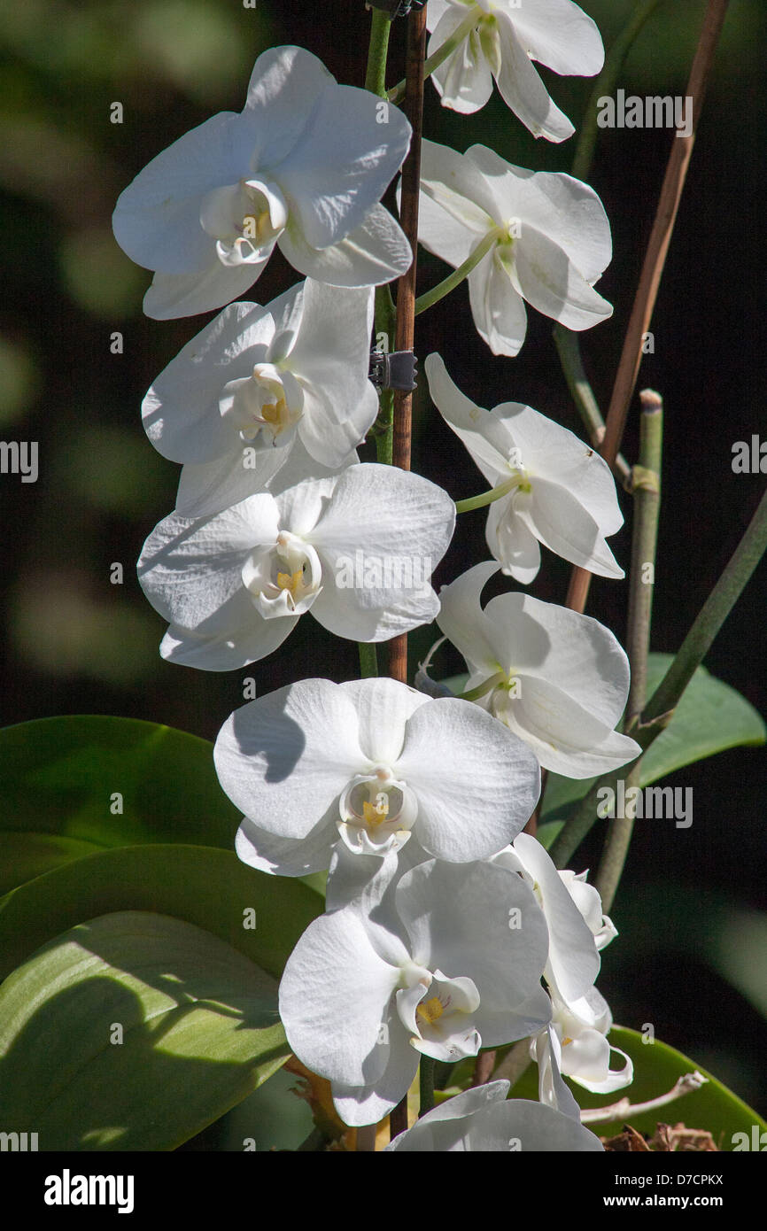 A stem ofOriental Orchid Flowers Stock Photo