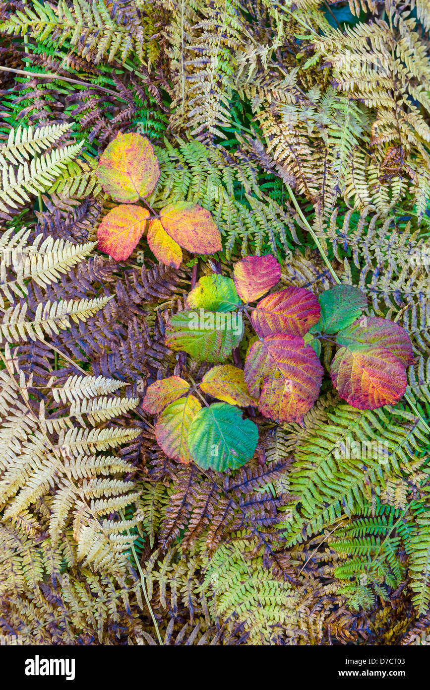 Autumn bramble leaves, Rubus fruticosa, growing through common Bracken, Pteridium aquilinum Stock Photo