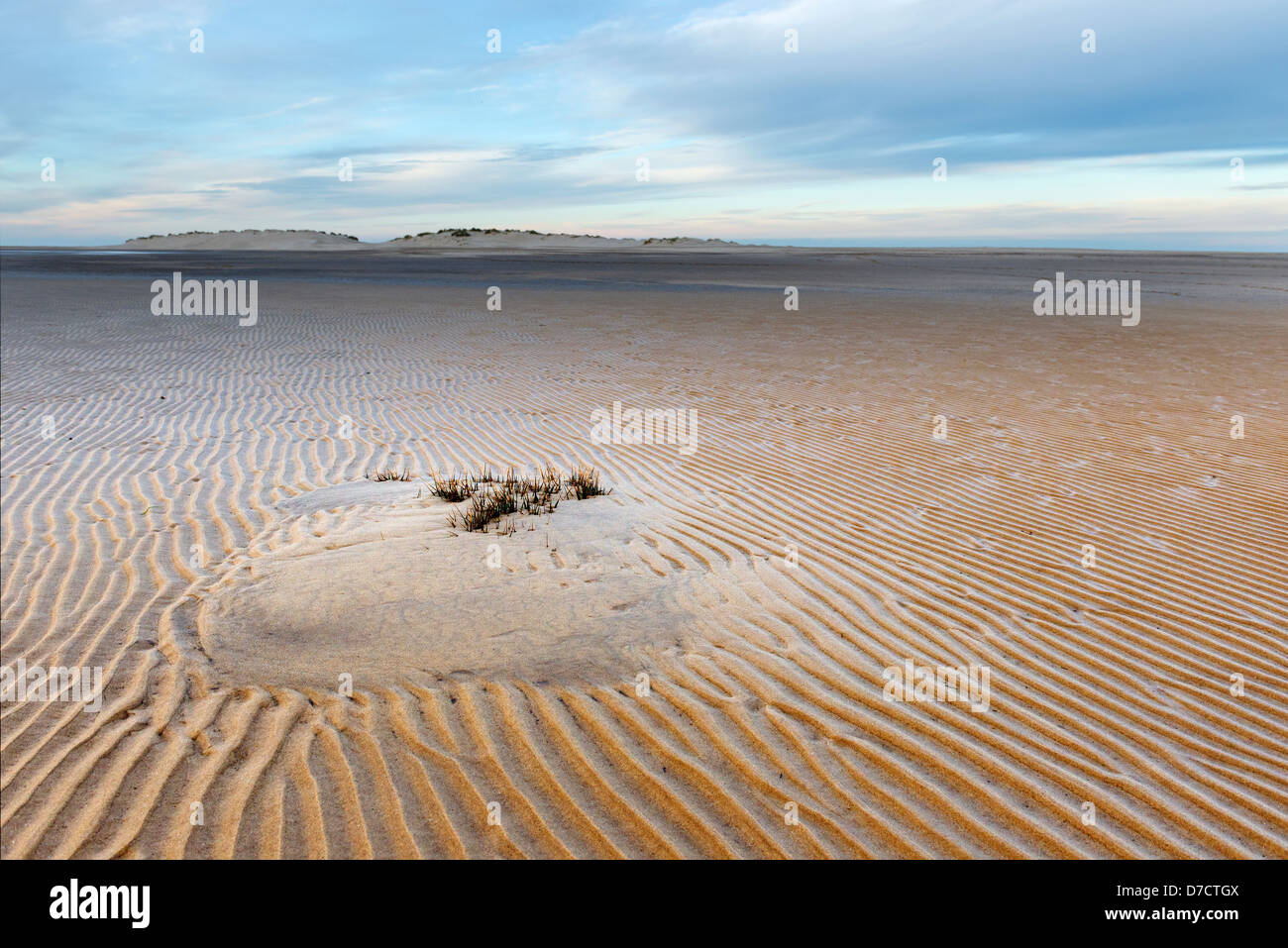 Embryo sand dune in intertidal area colonised by marram grass, Ammophila arenaria, Norfolk, England, December Stock Photo