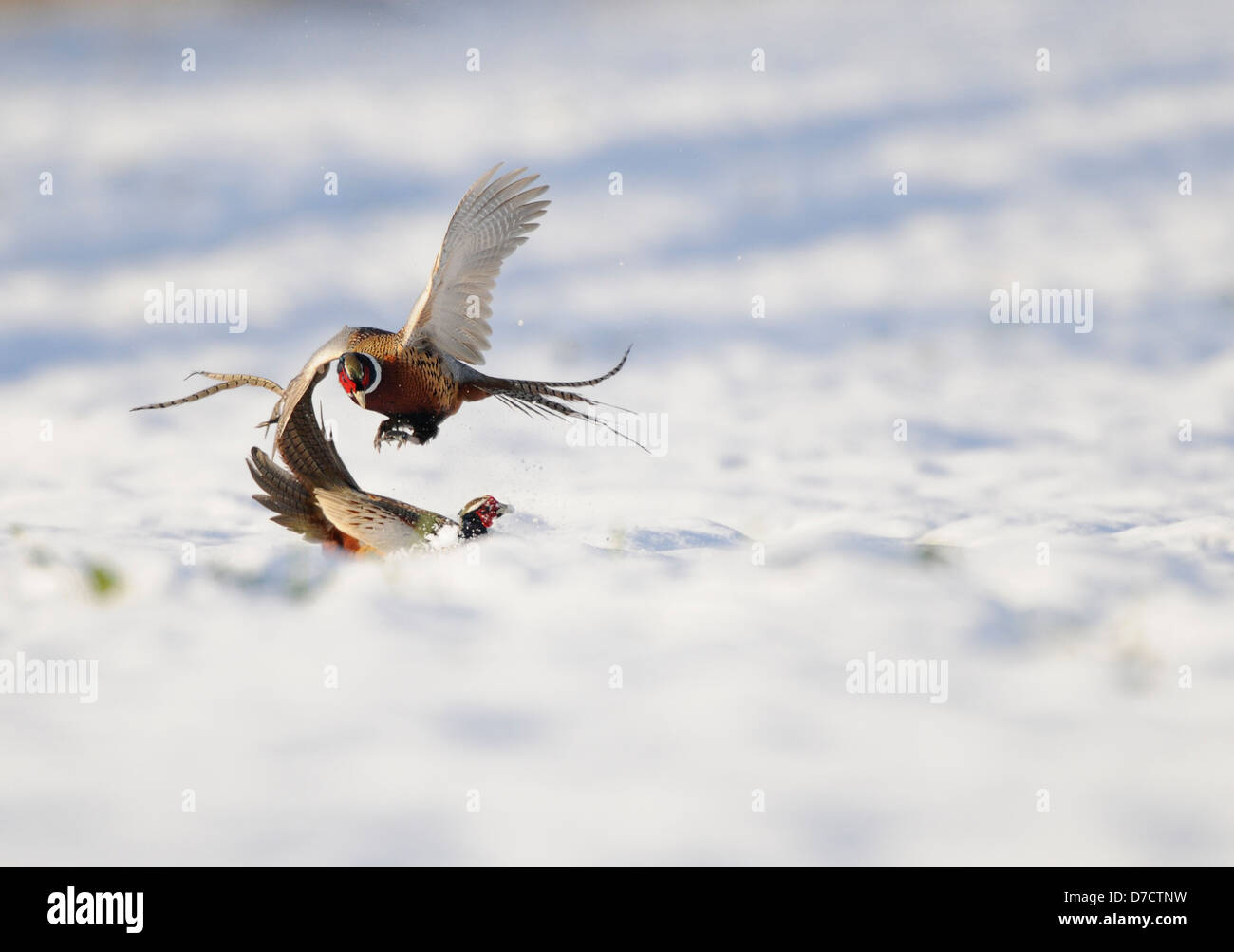 Common pheasants fighting on snow covered field Stock Photo