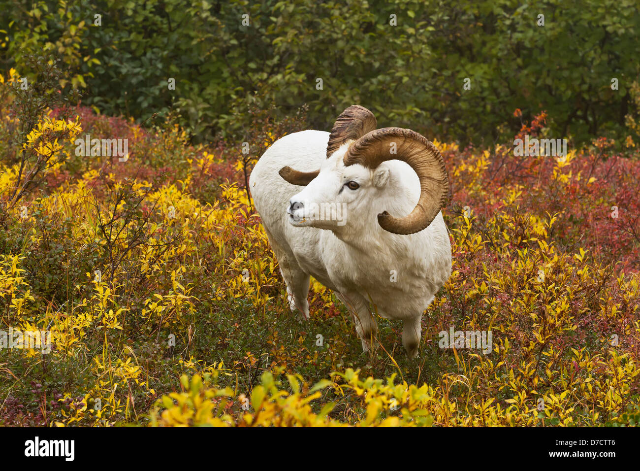 Dall's sheep ram looks up from feeding on diamondleaf willow in shrub tundra in autumn, denali national park;Alaska Stock Photo