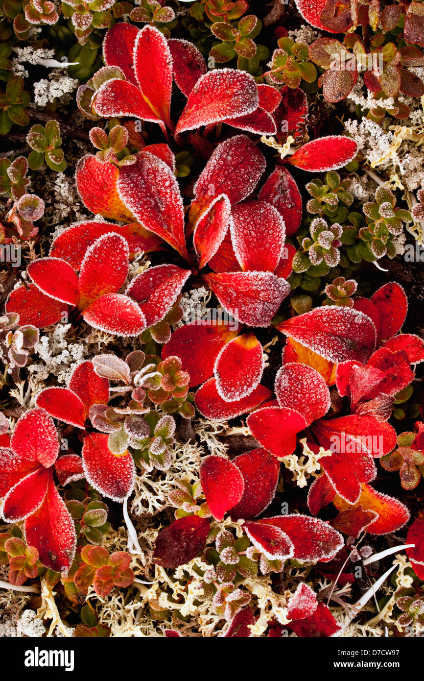 Various foliage covered with frost in autumn denali national park;Alaska united states of america Stock Photo