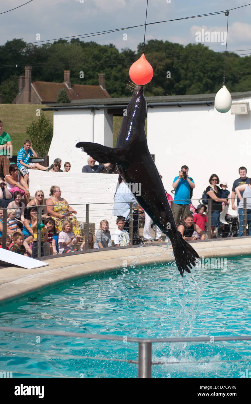 A sealion performs a trick at Whipsnade Zoo, leaping out of the water to touch a suspended ball. Stock Photo