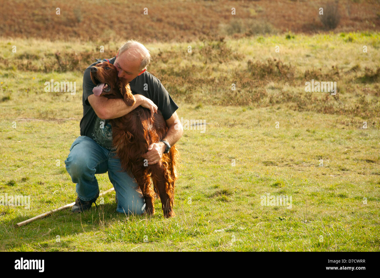 A man cuddles his pet red setter on Caerphilly Mountain. Stock Photo