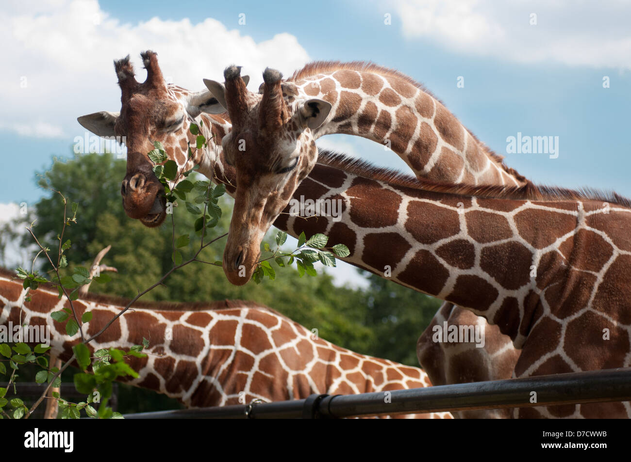 Giraffes at Whipsnade Zoo intertwining their necks to reach branches. Stock Photo