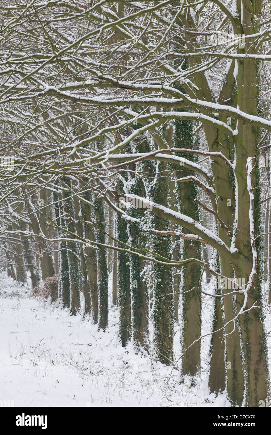Snow covered avenue of Common beech (Fagus sylvatica) Stock Photo