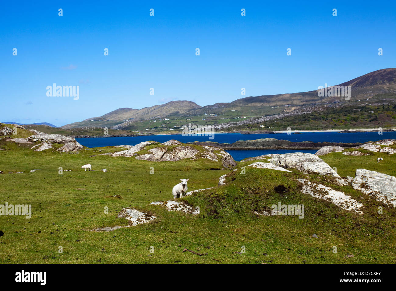 View of caherdaniel from lambs head with sheep grazing in a grassy field;County kerry ireland