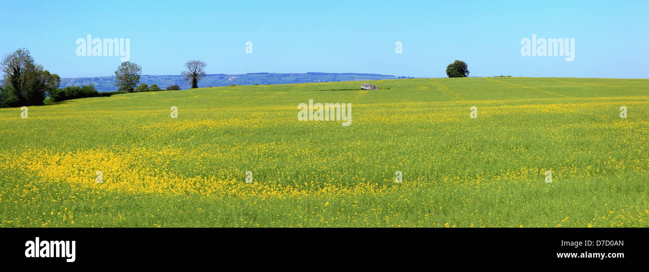 Yellow wildflowers growing in a field with the brownhill dolmen;County carlow ireland Stock Photo