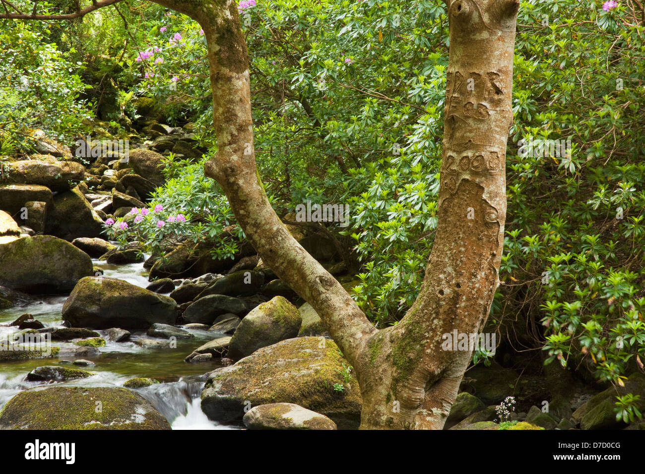 Water cascading over rocks in a river lined with trees and shrubs near ...