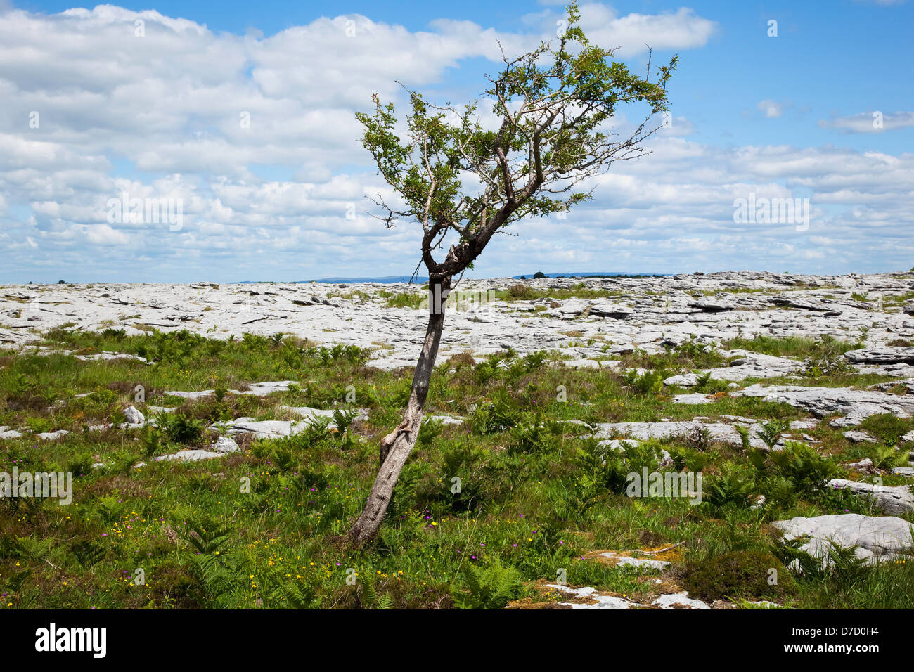 A lone tree standing in the rock garden in the burren;County clare ireland Stock Photo