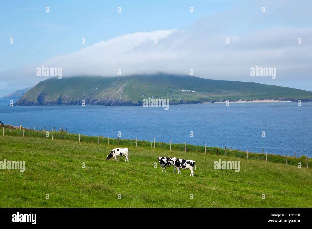Cows grazing in a field along the coast on blasket sound in the blasket islands;County kerry ireland Stock Photo