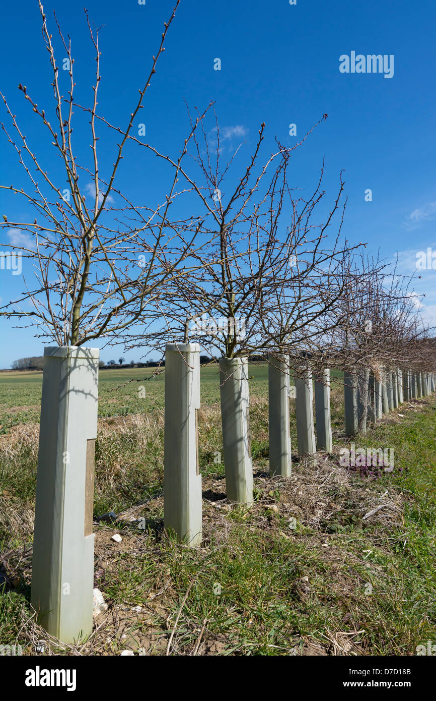 Young Hawthorn Hedging in protective sleeves to stop rabbit grazing, Stock Photo