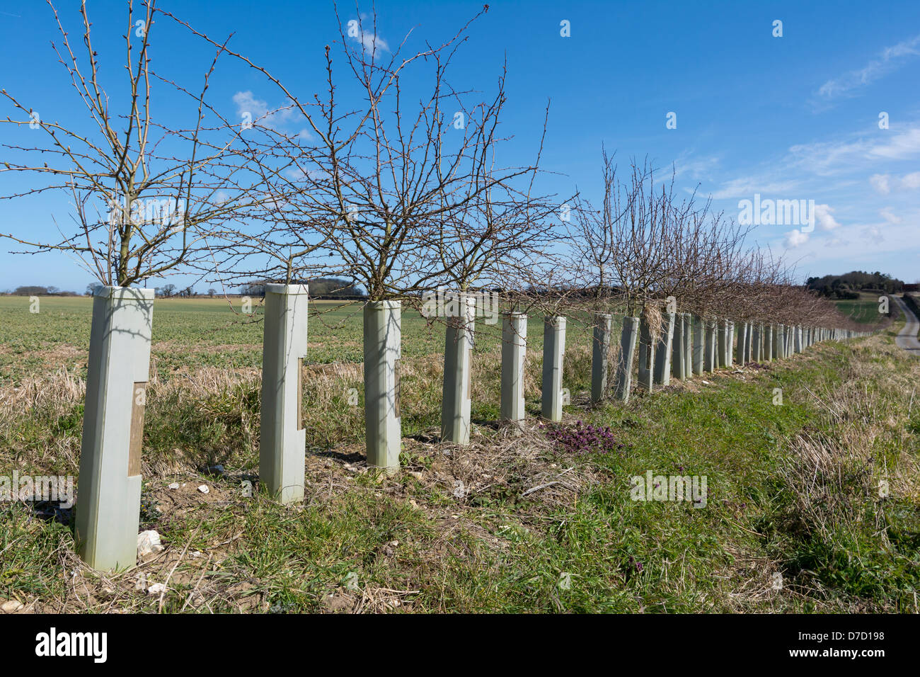Young Hawthorn Hedging in protective sleeves to stop rabbit grazing, Stock Photo