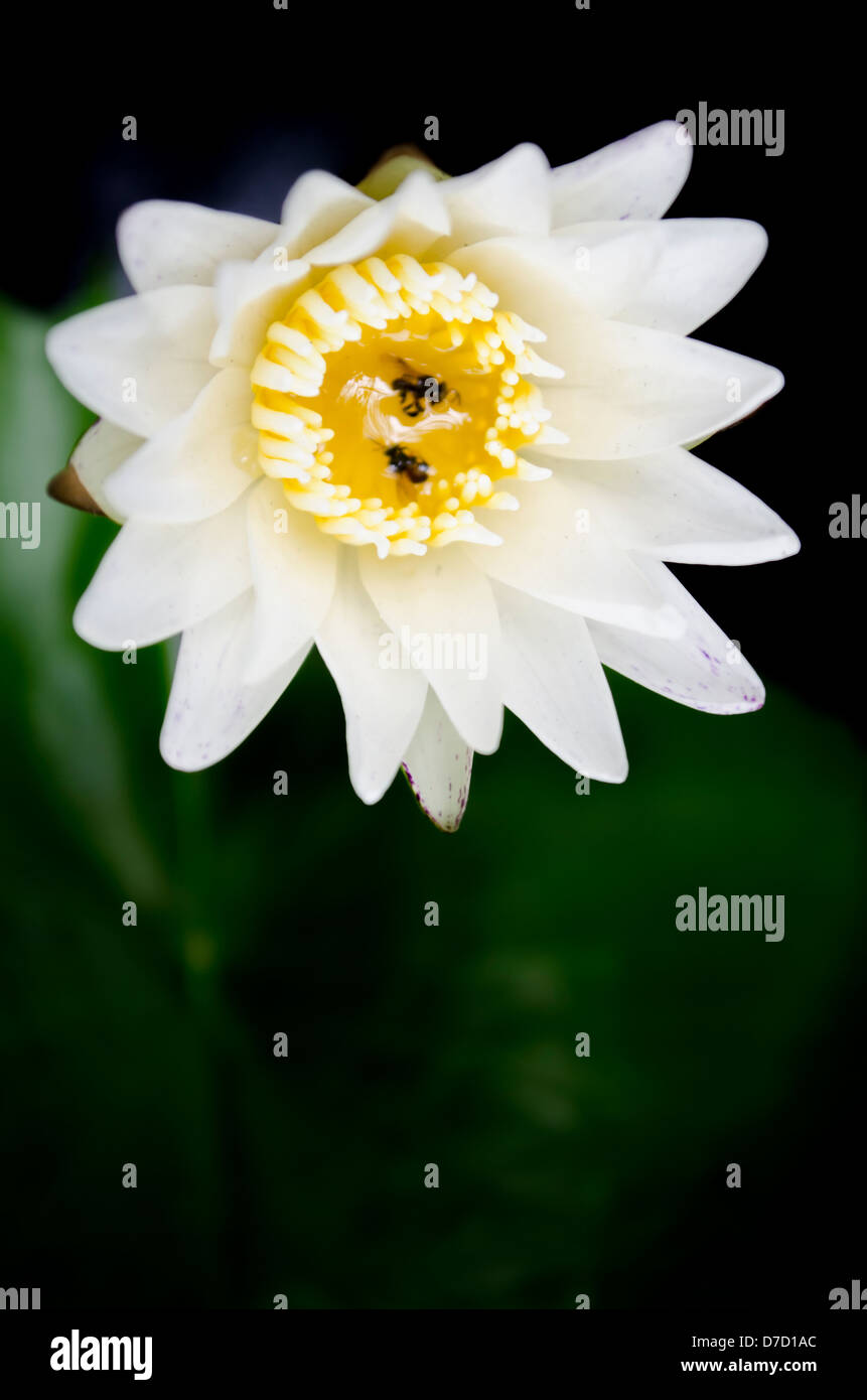 White Petal Lotus with Yellow Pollen Stock Photo