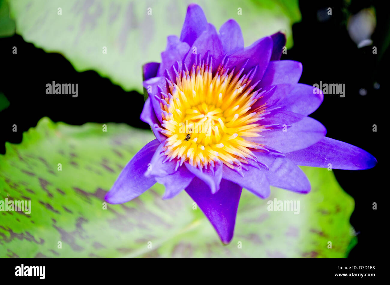 Blue Petal Lotus with Yellow Pollen Stock Photo