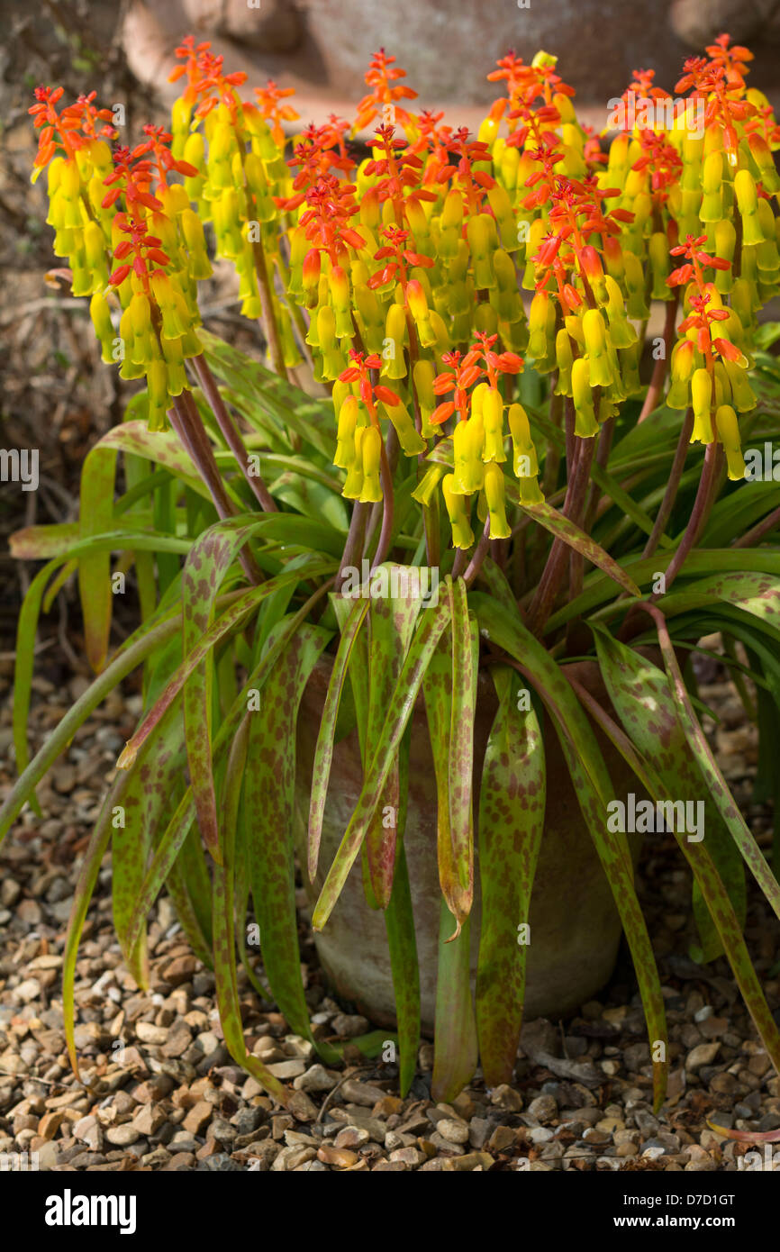 Pot grown, Lachenalia aloides, Lachenalia tricolor, Cape Cowslip, Family: Hyacinthaceae / Liliaceae Stock Photo