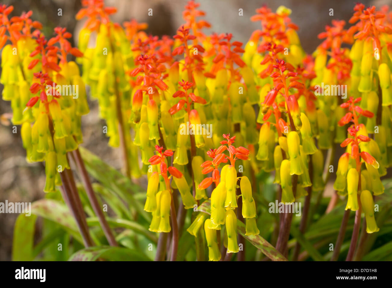 Pot grown, Lachenalia aloides, Lachenalia tricolor, Cape Cowslip, Family: Hyacinthaceae / Liliaceae Stock Photo