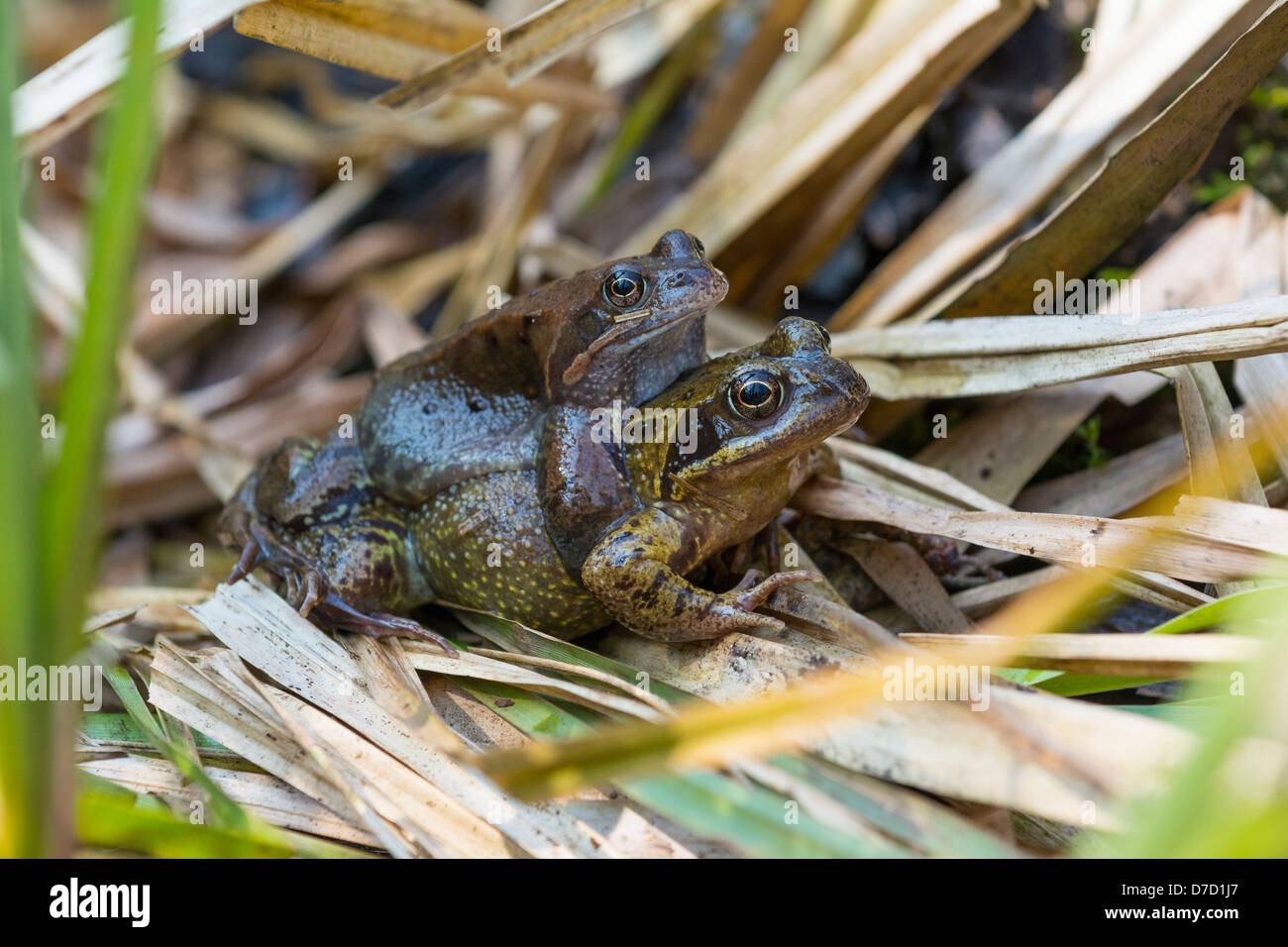 Common Frogs,Rana temporaria, male and female mating by side of garden pond. April, Stock Photo