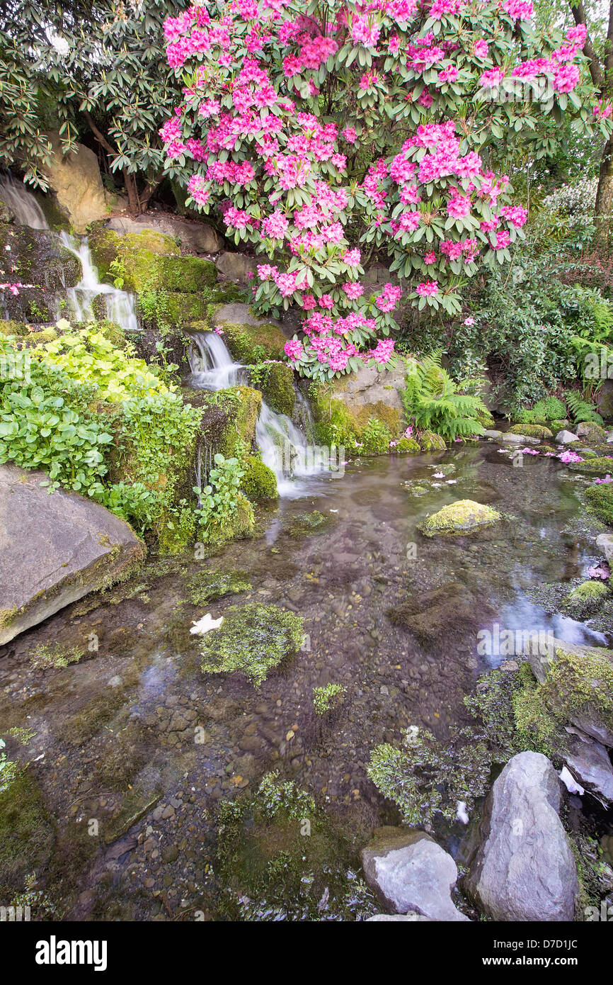 Rhododendron Pink Flowers Blooming Over Waterfall and Pond at Crystal Springs Garden in Spring Stock Photo