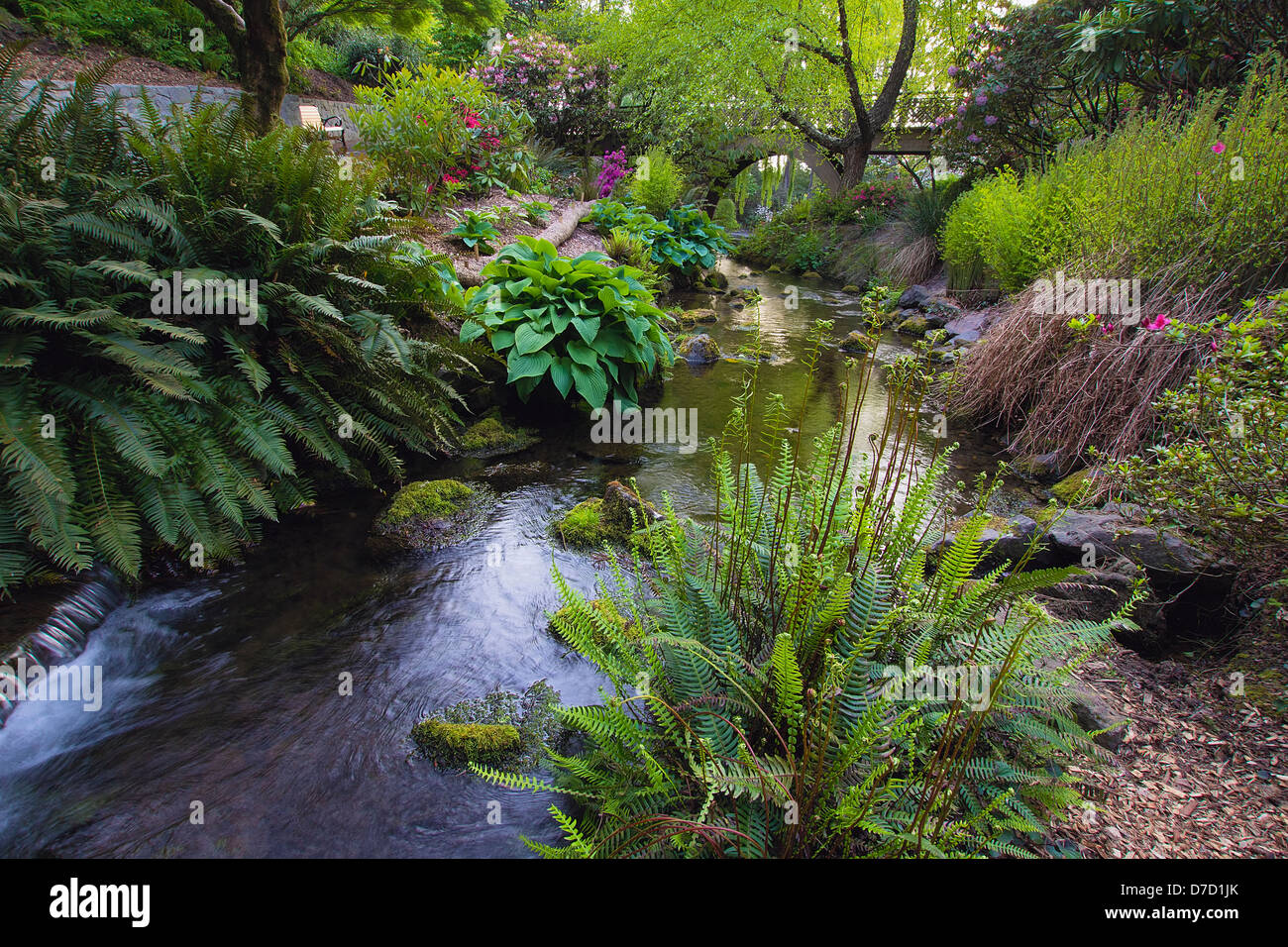 Stream Flowing Under the Wooden Bridge Arches with Ferns Hostas and Bog Plants at Crystal Springs Rhododendron Garden Stock Photo