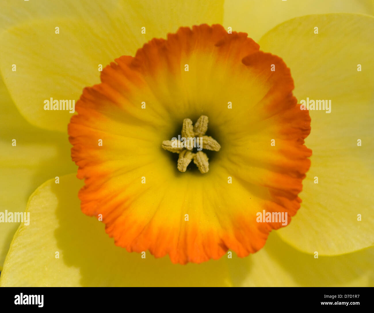 Lone Daffodil Narcissus Stock Photo