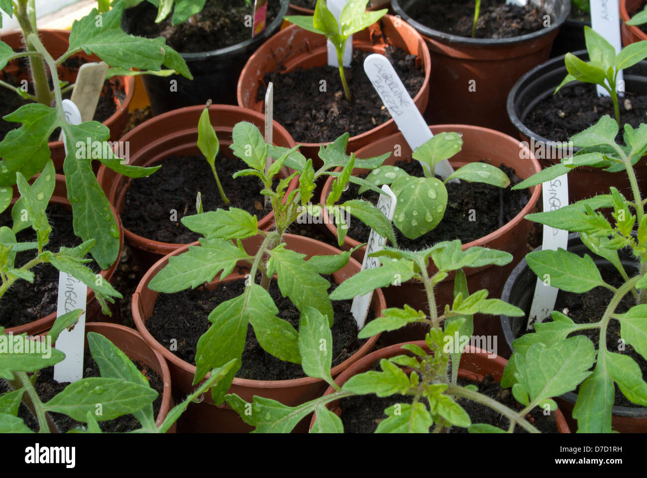 Young tomato, pepper and aubergine plants in 3.5 inch pots Stock Photo