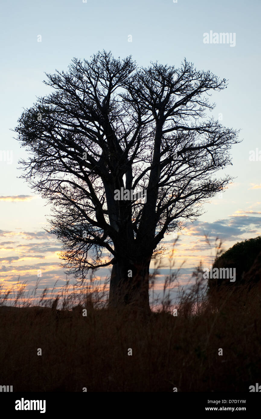 Baobab on the beach on the shore of lake Niassa, Mozambique Stock Photo