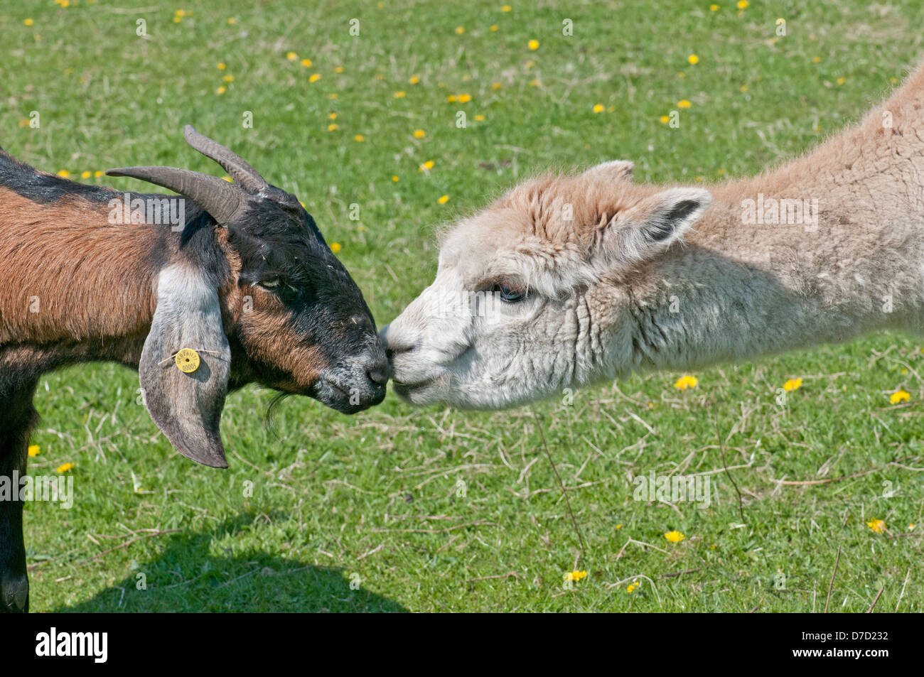 Alpaca and Anglo Nubian Goat Stock Photo Alamy