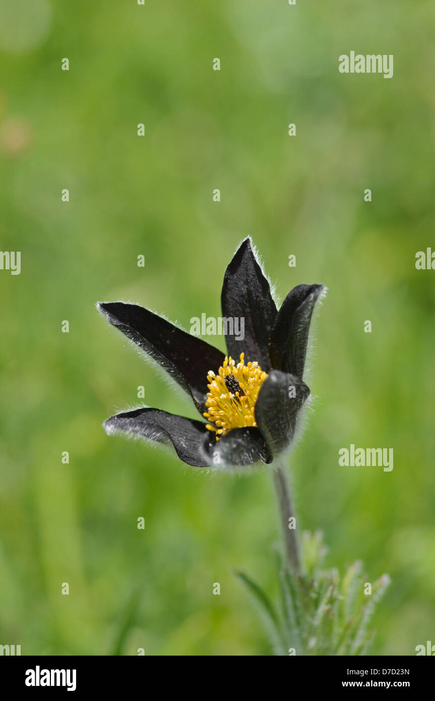 Pasque Flower: Pulsatilla rubra ssp. hispanica. Picos de Europa, Spain Stock Photo