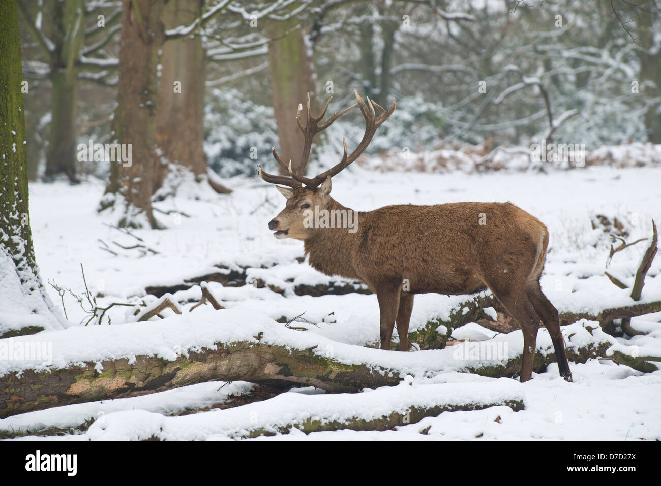 Red Deer: Cervus elaphus. Stag in snow. Richmond Park, Surrey, England. January. Stock Photo