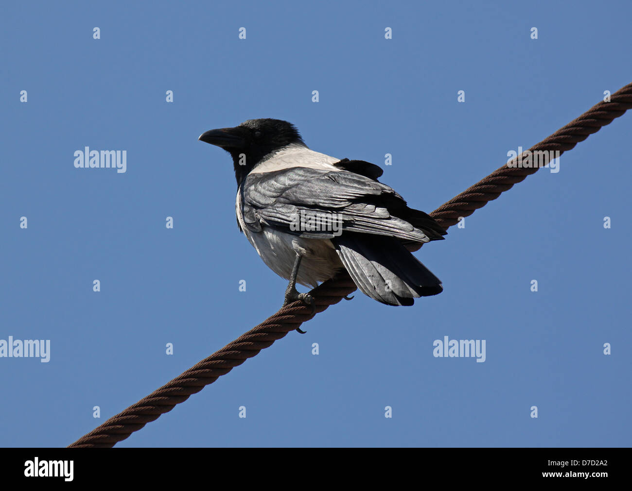 gray raven sitting on rope over blue sky Stock Photo