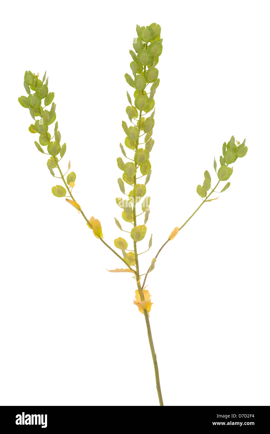 single plant (Thlaspi arvense) on white background Stock Photo