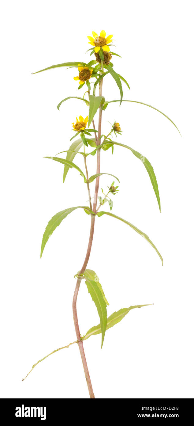 single plant with little yellow flower on white Stock Photo