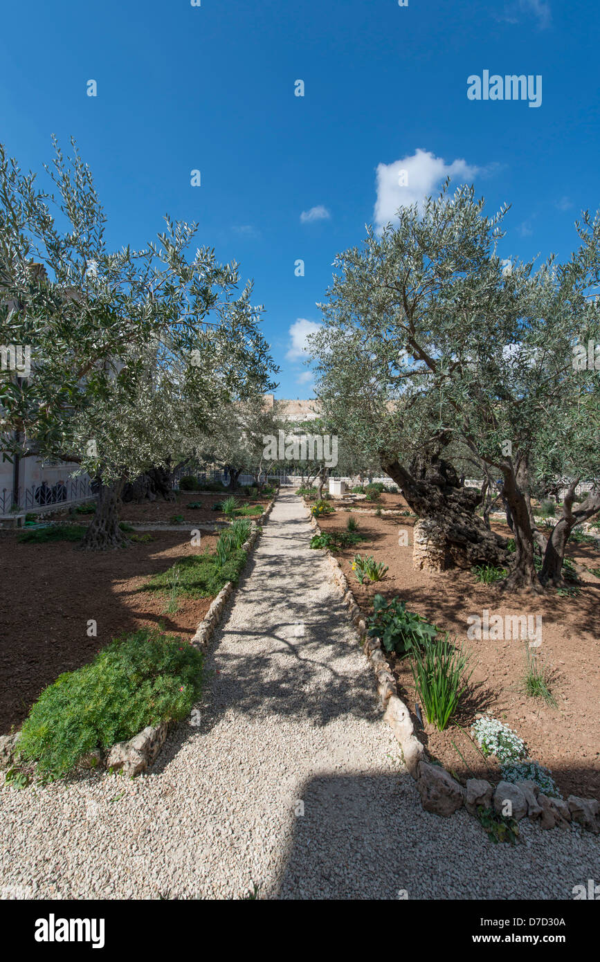 Ancient olive trees in the Garden of Gethsemane, Jerusalem, Israel Stock Photo