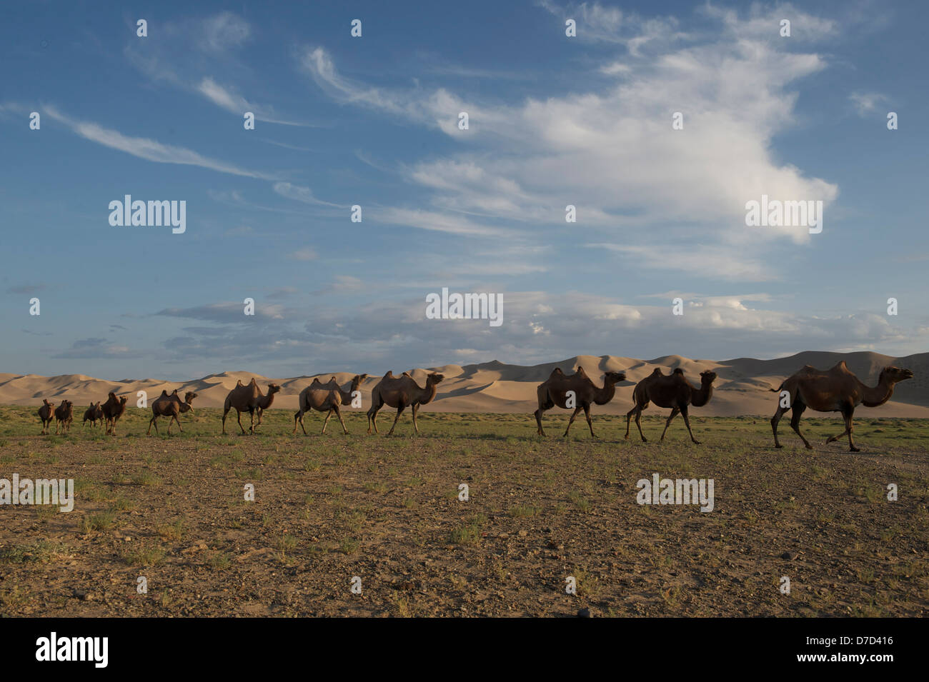 camels in the Gobi desert, Stock Photo
