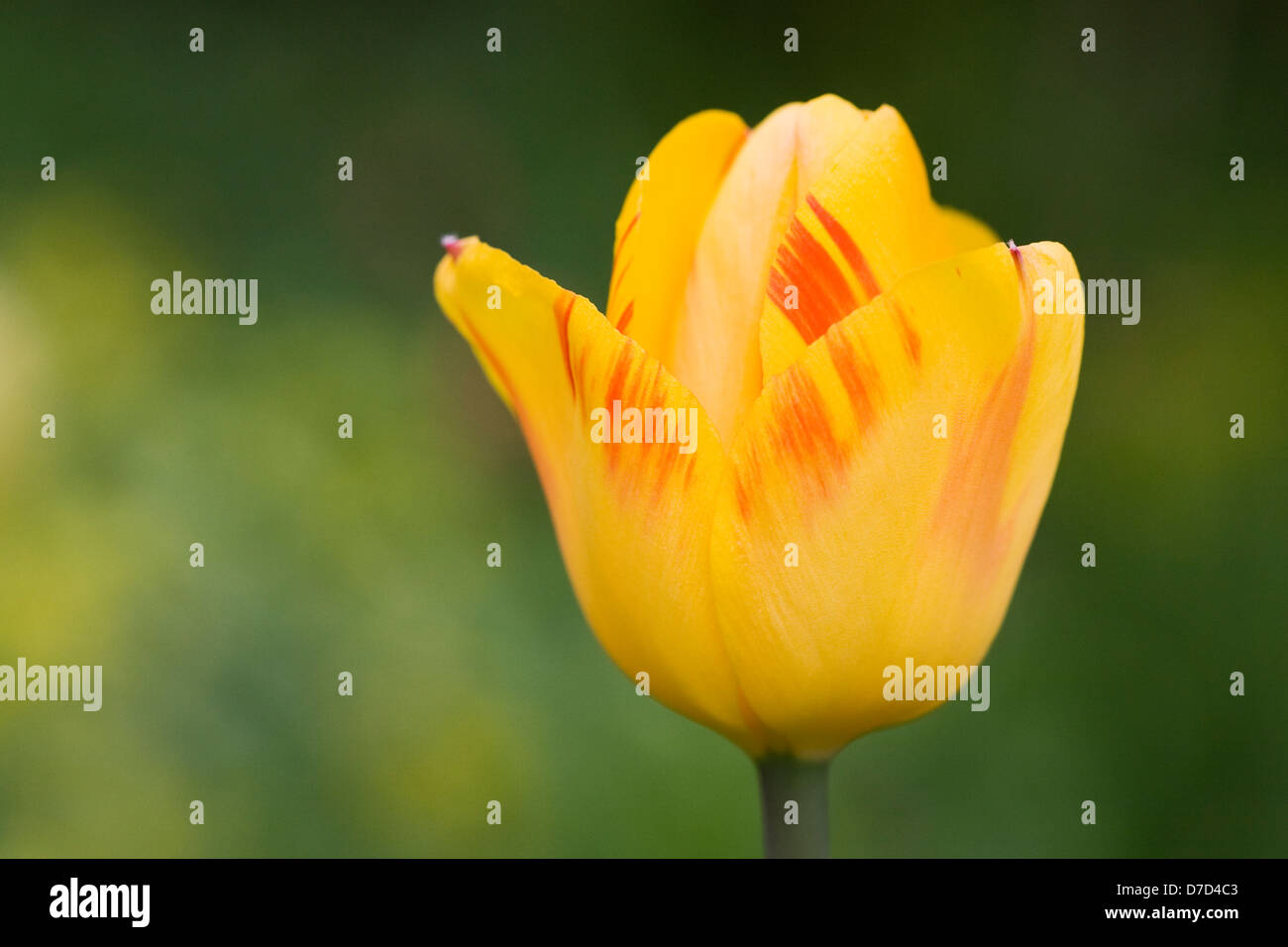 Yellow and red striped tulip growing in an English garden. Stock Photo