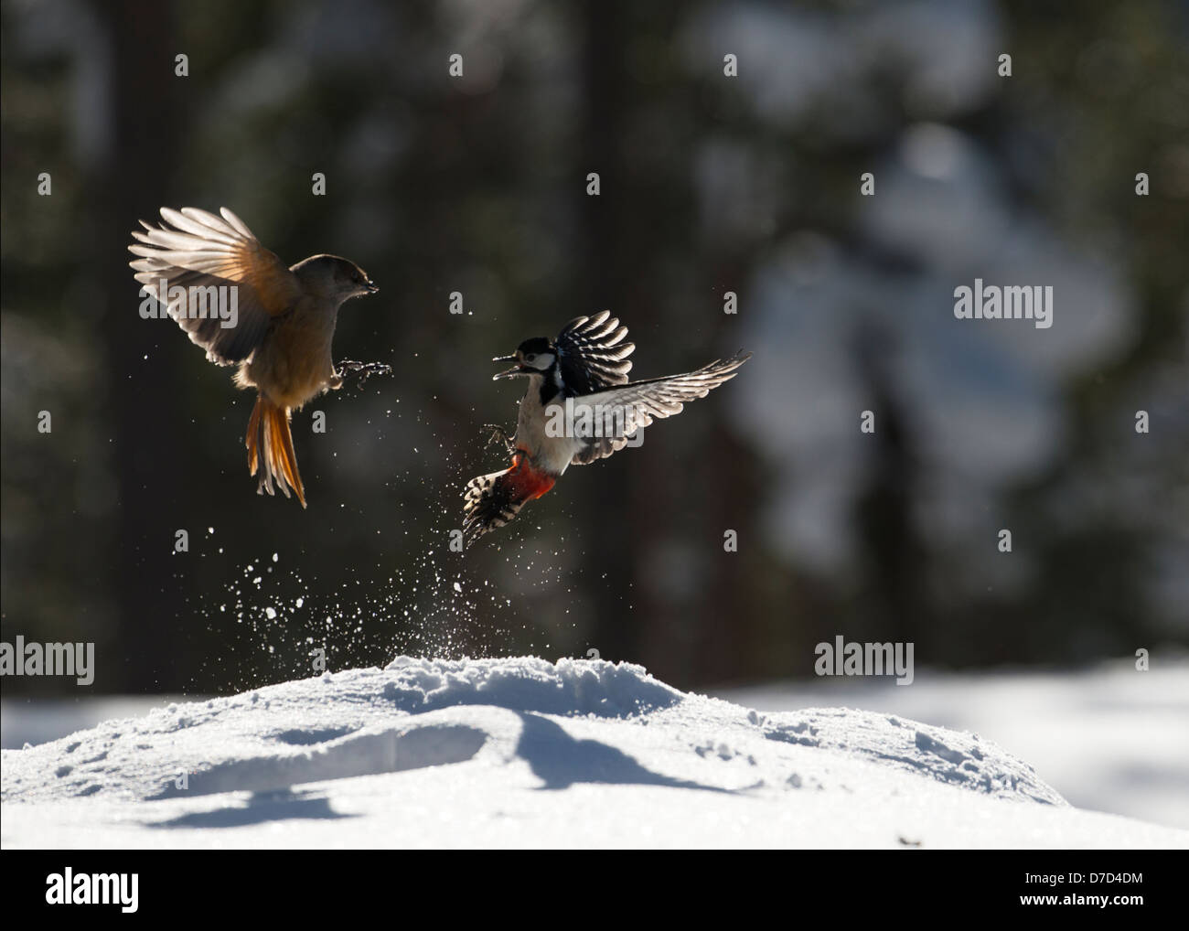 A fight between two birds, one a Siberian Jay the other a Great Spotted Woodpecker backlit in snow in the frozforests of Finland Stock Photo