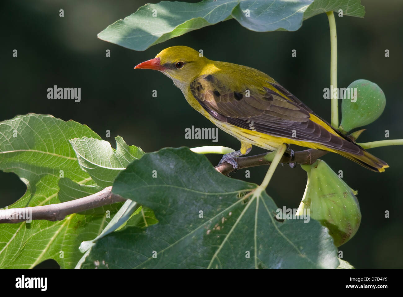 female golden oriole (Oriolus oriolus) on a fig tree with fruits Stock Photo