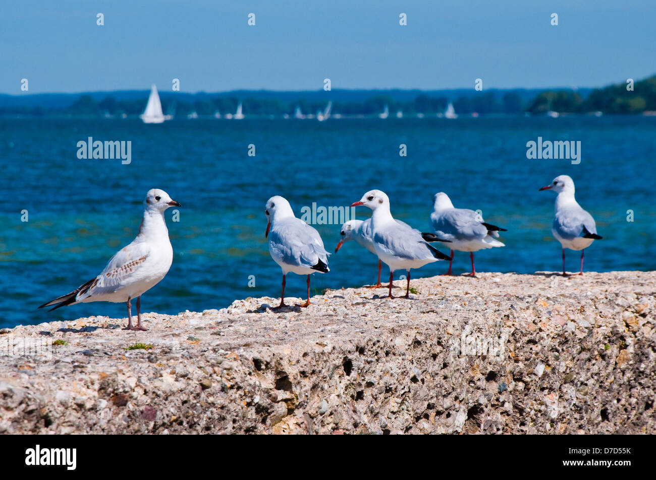 Gulls on the Beach, on a Background of Sea Water and White Sails Stock Photo