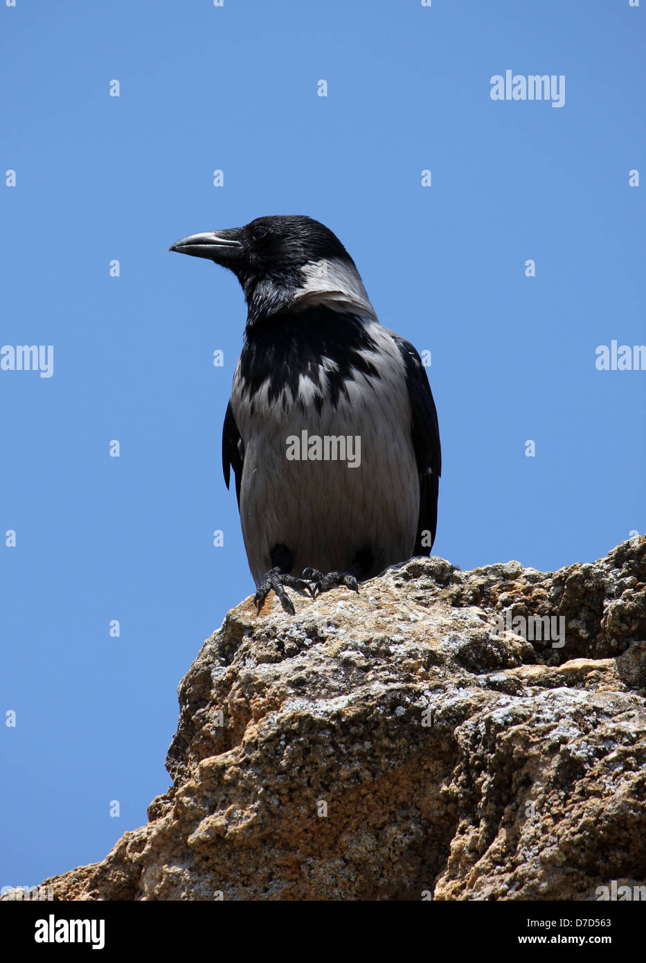 gray raven sitting on stone Stock Photo