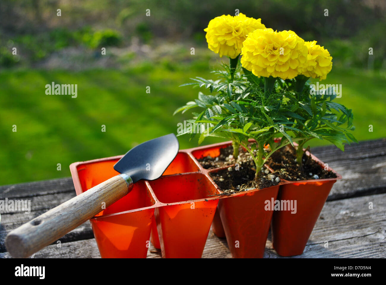 Planting Yellow Marigolds Stock Photo