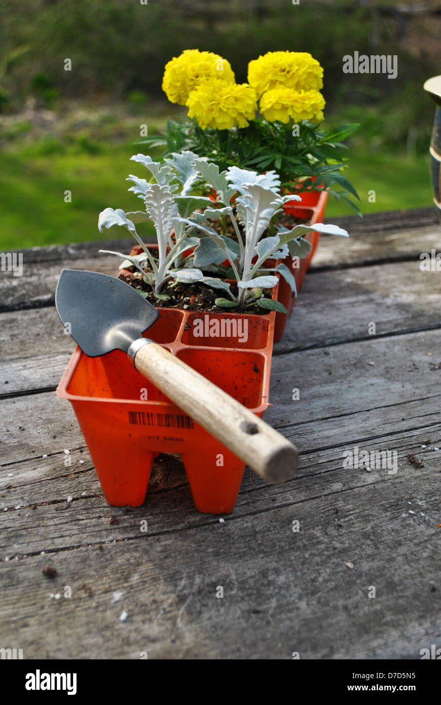 Planting Yellow Marigolds and Dust Millers Stock Photo