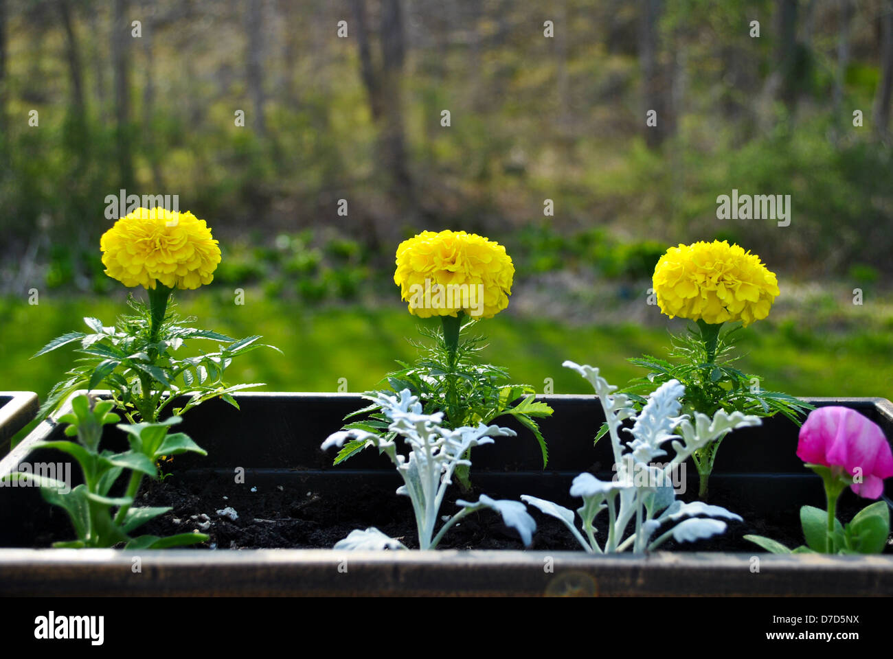 Yellow Marigolds Growing in a Pot in the Spring Stock Photo