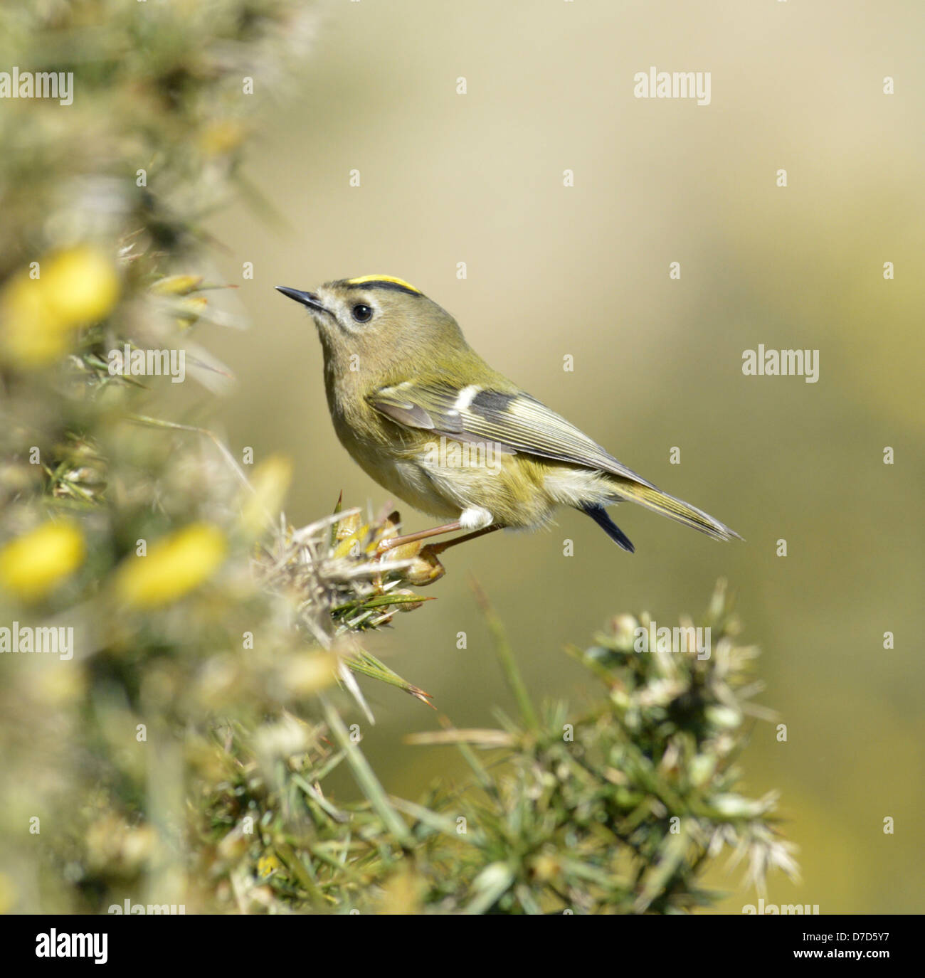 Goldcrest regulus regulus stock photo alamy