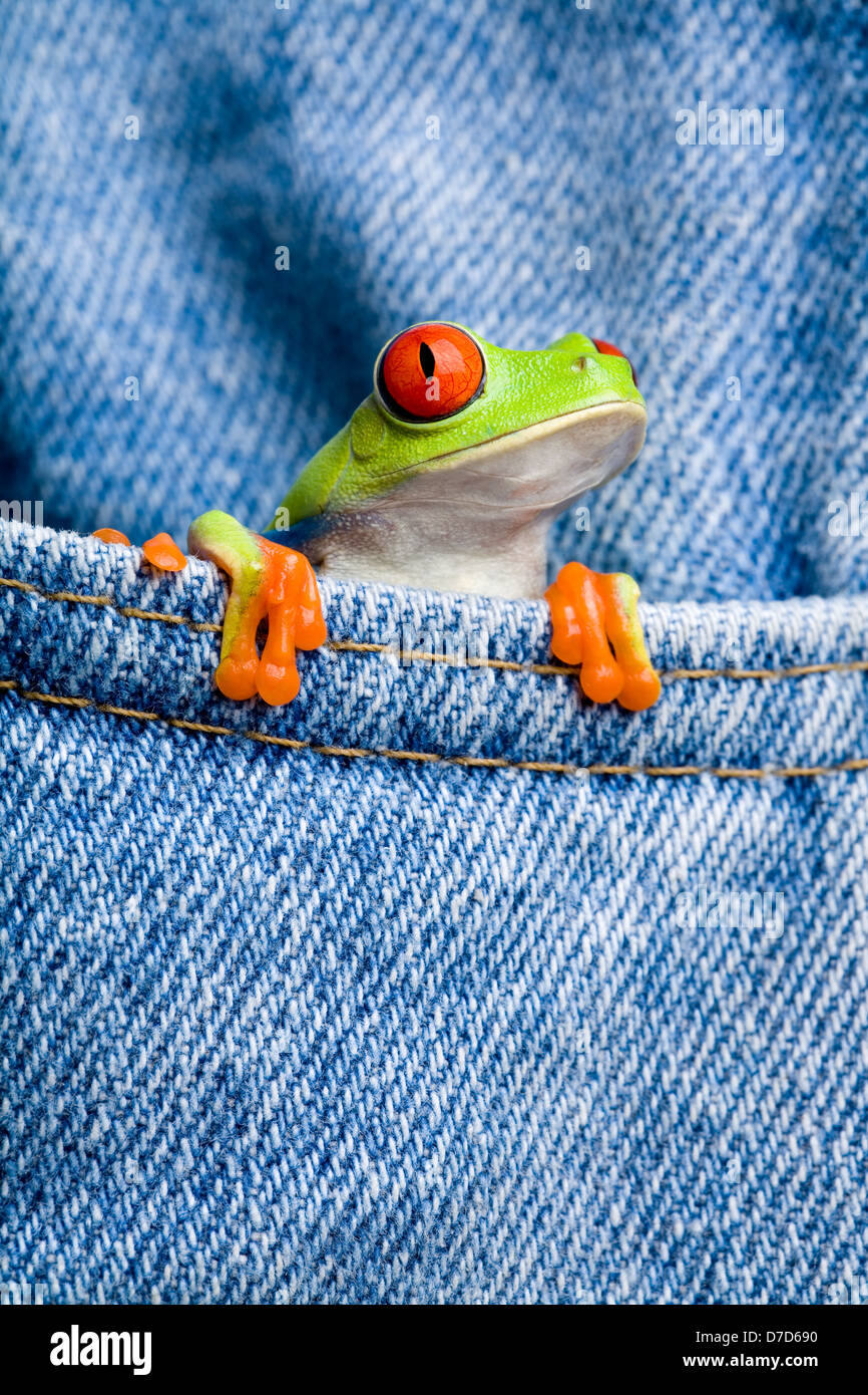 red-eyed tree frog (Agalychnis callidryas) closeup in jeans pocket Stock Photo