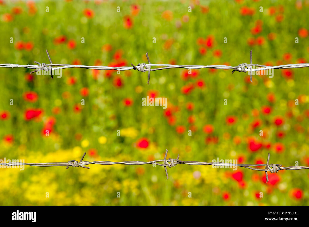 Barbed wire on colorful red poppies field Stock Photo