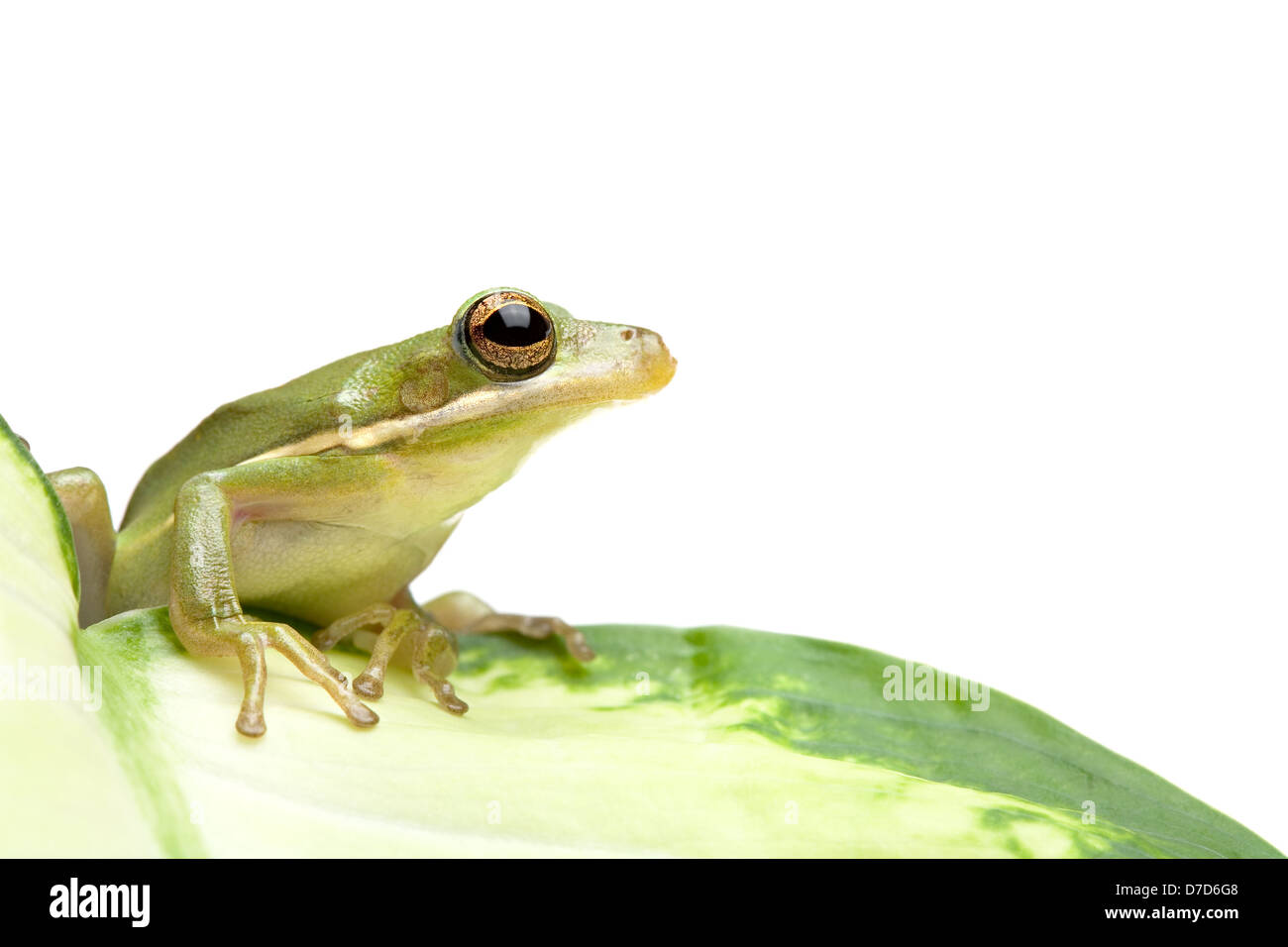 tree frog sitting on a leaf, isolated on white. macro with limited depth of field. Stock Photo