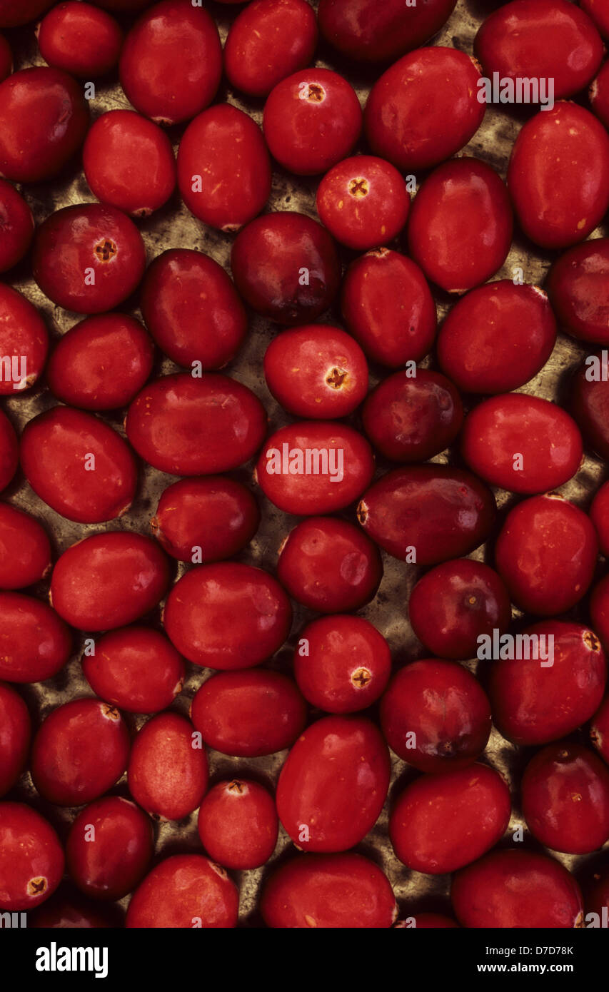 Close up of red cranberries lying on warm silver reflective plate or